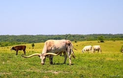Tbd County Side Road, Iberia, MO 65486