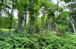 Lot 2 McGregor Road, Johnstown, NY 12078