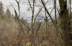 NE 197th Ct, Amboy, WA 98601