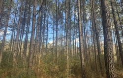 Mckenzie Road, Tylertown, MS 39667