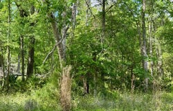 LT112 246TH TRAIL, OBrien, FL 32071