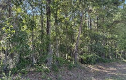 Tract 2 Tabernacle Road, Eutawville, SC 29048