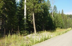 NHN ACM Road S, Libby, MT 59923