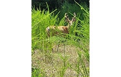 Lee Drive, Edwards, MO 65326