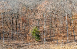 SW 650 Road, Chouteau, OK 74337