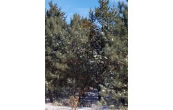 ON 13TH AVENUE, Nekoosa, WI 54457