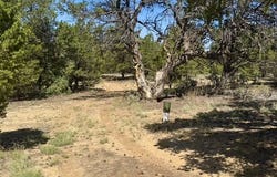 163 CR 402, Lindrith, NM 87029