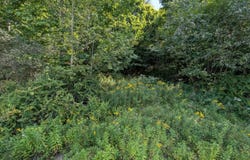 L44.10 Panarama Ln, Windham, NY 12496