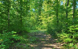 Bocook Road, Mancelona, MI 49659