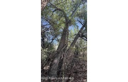Xx PALOMINO, Bloomfield, NM 87413