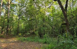 0 Cedar Springs Road, Cedar Springs, GA 39832