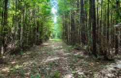 Mississippi 570, Summit, MS 39666