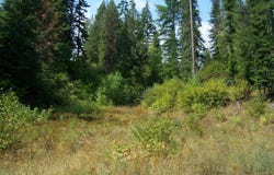 35XX NORTHPORT FLAT CREEK RD, COLVILLE, WA 99114