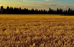 0 E Orchard Bluff Rd Lot A Rd, Chattaroy, WA 99003