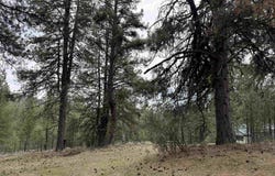 Sunset Loop lot: 16, Cascade, ID 83611