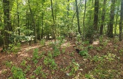 249 Sacred Fire Road, Louisburg, NC 27549
