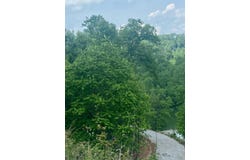 Lot 5 Sleepy Hollow Road, East Bernstadt, KY 40729