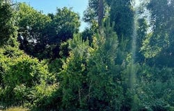 203 PLUMOSA Drive, Georgetown, FL 32139