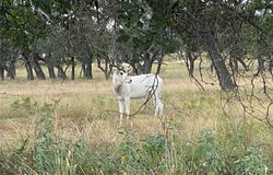 619 Cornehl RD, Fredericksburg, TX 78624