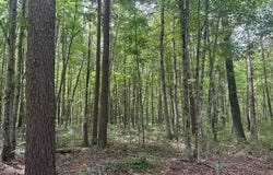 Hood Lane lot: 354, Wilder, TN 38589