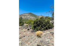 54 Tanglewood, Datil, NM 87821