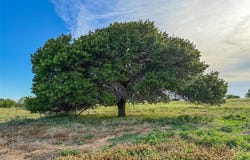 373 County Road 1475, Alvord, TX 76225