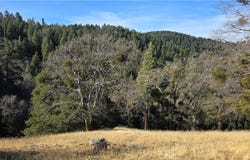 0 Cross Trail, Cedarpines Park, CA 92322