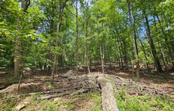 117 ROBERTS ROAD, GREAT CACAPON, WV 25422