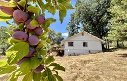 467 Draper Valley Road, Selma, OR 97538