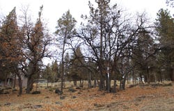 267 Coopers Hawk, Klamath Falls, OR 97601
