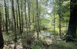 Old Jackson Road, Terry, MS 39170
