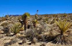 TR 4848 E Spanish Sky Rd., Terlingua, TX 79852