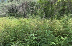 V/L Old Rugged Lane, Reed City, MI 49677