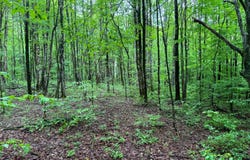 1.2 Jones Road, German, NY 13801