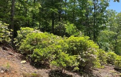 Humpback Mountain Road, Spruce Pine, NC 28777