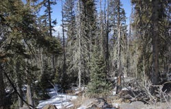 Lot 19 Happy Way, Angel Fire, NM 87718-0000