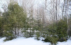 M7 L13-1 Pine Bluff Road, Embden, ME 04958