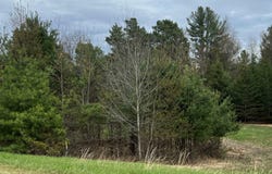 LOT 19 CUSHMAN COURT LOT #19, WILLIAMSBURG, MI 49690
