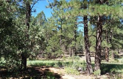 344 Forest Rd 83, Pecos, NM 87552