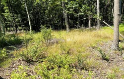11115 HINKLE ROAD NE, CUMBERLAND, MD 21502