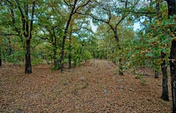 Dixie School Road, Nocona, TX 76255
