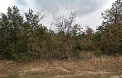 Lot 19 Dove Street, Lead Hill, AR 72644