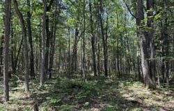 6287 Waubun Road, Indian River, MI 49749