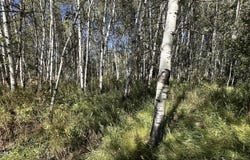 6190 Diamond Dell Circle, Kamas, UT 84036