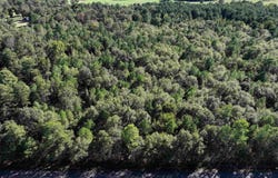 XXX Central Road, Horatio, AR 71842