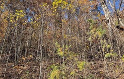 36 54C Ash Branch Circle, HAYESVILLE, NC 28904