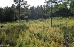 W Of Hwy 569, Liberty, MS 39645