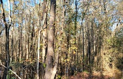 PID# 36299 County Road 828, Vidor, TX 77662