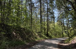 Sunny Valley Loop, Wolf Creek, OR 97497