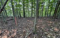 Lot #2 E Bellinger Road, Cedar, MI 49621